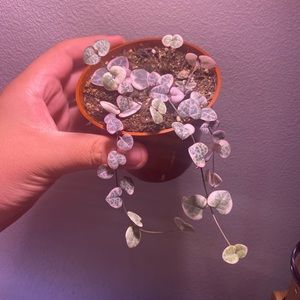 Variegated string of hearts